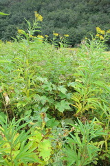 Jacobaea cannabifolia