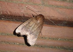 Bityla defigurata