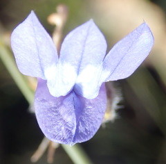 Lobelia linearis