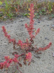 Rumex ucranicus