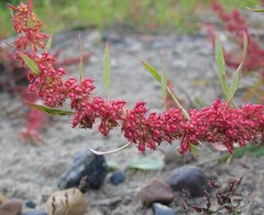 Rumex ucranicus