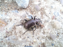Calosoma inquisitor