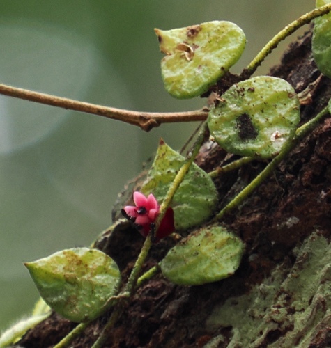 Dischidia hirsuta, photograph 3