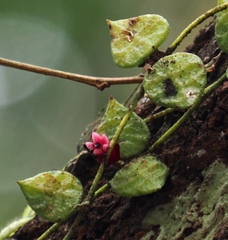 Dischidia hirsuta, photograph (c) desertnaturalist, some rights reserved (CC BY)
