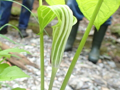 Arisaema stewardsonii