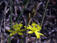 Bulbine cepacea