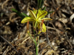Bulbine cepacea