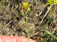 Bulbine cepacea