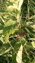 Triosteum perfoliatum