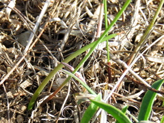 Bulbine cepacea