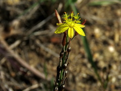Bulbine cepacea