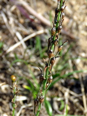 Bulbine cepacea