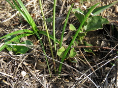 Bulbine cepacea