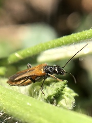 Oedemera simplex