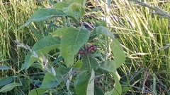 Triosteum perfoliatum