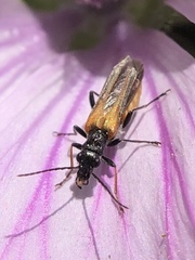 Oedemera simplex
