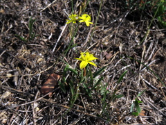 Bulbine cepacea