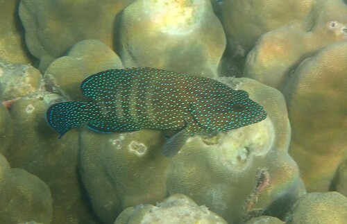 Starry grouper (Cephalopholis polyspila) — Serranidae — 5