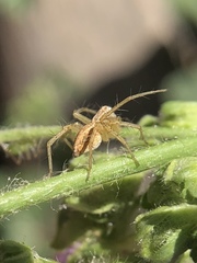 Oxyopes