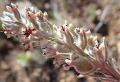 Phylica willdenowiana