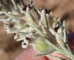 Phylica willdenowiana