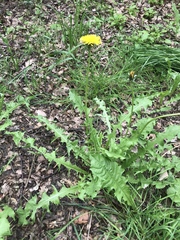 Taraxacum officinale