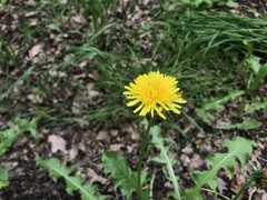 Taraxacum officinale