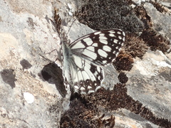 Melanargia ines
