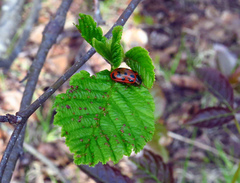 Chrysomela mainensis