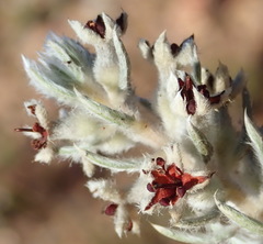 Phylica willdenowiana