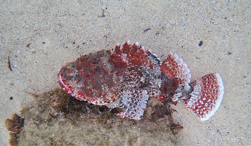 Representative image of Scorpaena