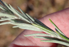 Phylica willdenowiana