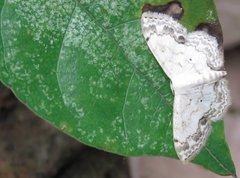 Scopula propinquaria