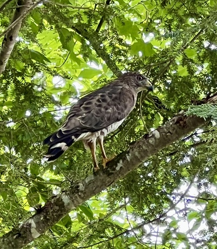 Broad-winged Hawk photographed in New Hampshire