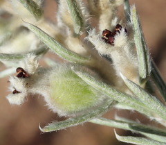 Phylica willdenowiana