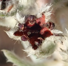 Phylica willdenowiana