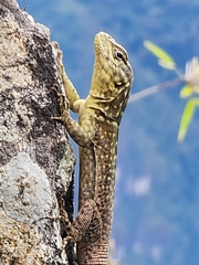 Spiny Whorltail Iguana photo 4