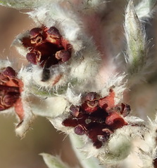 Phylica willdenowiana