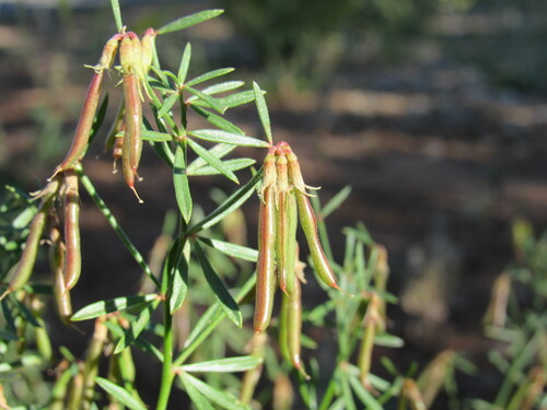 Image of Acmispon wrightii by (c) Anders Hastings, some rights reserved (CC BY)