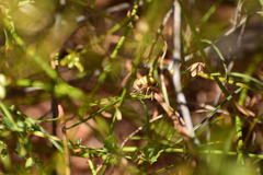 Eulonchus smaragdinus