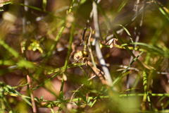 Eulonchus smaragdinus