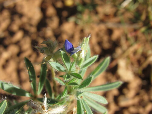 Image of Lupinus kingii by (c) Anders Hastings, some rights reserved (CC BY)