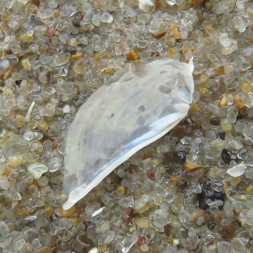Pandora trilineata observed 2016-05-26