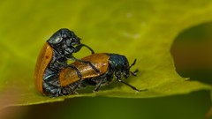 Labidostomis tridentata