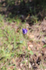 Catananche caerulea