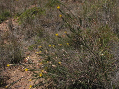 Pteronia membranacea