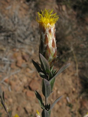 Pteronia membranacea