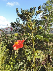 Hibiscus shirensis image