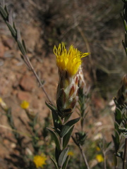 Pteronia membranacea