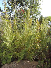 Dryopteris athamantica image